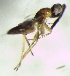  (Hemiptarsenus fulvicollis - Ash-L-135.2)  @14 [ ] CreativeCommons - Attribution Non-Commercial Share-Alike (2016) E. Villa-Galaviz University of Bristol