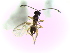  ( - Ash-L-141.1)  @11 [ ] CreativeCommons - Attribution Non-Commercial Share-Alike (2016) E. Villa-Galaviz University of Bristol