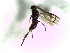  ( - Bran-C-02)  @11 [ ] CreativeCommons - Attribution Non-Commercial Share-Alike (2016) E. Villa-Galaviz University of Bristol