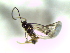  ( - Bran-L-101)  @11 [ ] CreativeCommons - Attribution Non-Commercial Share-Alike (2016) E. Villa-Galaviz University of Bristol
