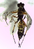  ( - Crab-C-13)  @11 [ ] CreativeCommons - Attribution Non-Commercial Share-Alike (2016) E. Villa-Galaviz University of Bristol