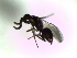  ( - Crab-L-56)  @11 [ ] CreativeCommons - Attribution Non-Commercial Share-Alike (2016) E. Villa-Galaviz University of Bristol