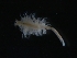  (Artemia franciscana - SJA-0015)  @12 [ ] CreativeCommons - Attribution (2009) CBG Photography Group Centre for Biodiversity Genomics