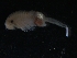  (Eubranchipus sp - SJA-0028)  @13 [ ] CreativeCommons - Attribution (2009) CBG Photography Group Centre for Biodiversity Genomics