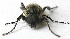  ( - BIOUG06723-E05)  @11 [ ] CreativeCommons - Attribution (2012) CBG Photography Group Centre for Biodiversity Genomics