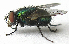  ( - BIOUG06723-E11)  @13 [ ] CreativeCommons - Attribution (2012) CBG Photography Group Centre for Biodiversity Genomics