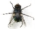  ( - BIOUG06723-E11)  @13 [ ] CreativeCommons - Attribution (2012) CBG Photography Group Centre for Biodiversity Genomics