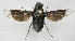  (Thyridanthrax atratus - BIOUG06723-F11)  @13 [ ] CreativeCommons - Attribution (2012) CBG Photography Group Centre for Biodiversity Genomics