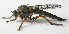  (Neomochtherus californicus - BIOUG06723-G02)  @13 [ ] CreativeCommons - Attribution (2012) CBG Photography Group Centre for Biodiversity Genomics