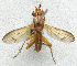  ( - BIOUG06723-H01)  @12 [ ] CreativeCommons - Attribution (2012) CBG Photography Group Centre for Biodiversity Genomics