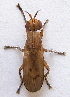  ( - BIOUG06723-H01)  @12 [ ] CreativeCommons - Attribution (2012) CBG Photography Group Centre for Biodiversity Genomics