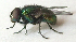  ( - BIOUG06723-H09)  @12 [ ] CreativeCommons - Attribution (2012) CBG Photography Group Centre for Biodiversity Genomics