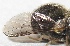  ( - JMCA-0759)  @11 [ ] CreativeCommons - Attribution (2016) Jim Moore Centre for Biodiversity Genomics