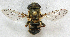  ( - JMCA-0767)  @11 [ ] CreativeCommons - Attribution (2016) Jim Moore Centre for Biodiversity Genomics