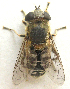  ( - JMCA-0767)  @11 [ ] CreativeCommons - Attribution (2016) Jim Moore Centre for Biodiversity Genomics