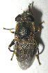  ( - JMCA-0767)  @11 [ ] CreativeCommons - Attribution (2016) Jim Moore Centre for Biodiversity Genomics