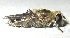  ( - JMCA-0767)  @11 [ ] CreativeCommons - Attribution (2016) Jim Moore Centre for Biodiversity Genomics