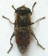  ( - JMCA-0768)  @11 [ ] CreativeCommons - Attribution (2016) Jim Moore Centre for Biodiversity Genomics