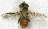  ( - JMCA-0768)  @11 [ ] CreativeCommons - Attribution (2016) Jim Moore Centre for Biodiversity Genomics