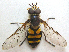  ( - JMCA-0808)  @11 [ ] CreativeCommons - Attribution (2016) Jim Moore Centre for Biodiversity Genomics