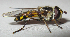  ( - JMCA-0808)  @11 [ ] CreativeCommons - Attribution (2016) Jim Moore Centre for Biodiversity Genomics