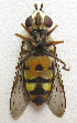  ( - JMCA-0808)  @11 [ ] CreativeCommons - Attribution (2016) Jim Moore Centre for Biodiversity Genomics