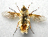  ( - JMCA-0822)  @11 [ ] CreativeCommons - Attribution (2016) Jim Moore Centre for Biodiversity Genomics