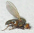  (Trixoscelis flavida - CCDB-05212-F04)  @11 [ ] CreativeCommons - Attribution (2016) Jim Moore Centre for Biodiversity Genomics