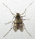  ( - CCDB-05212-H08)  @11 [ ] CreativeCommons - Attribution (2016) Jim Moore Centre for Biodiversity Genomics