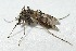  ( - CCDB-05212-H08)  @11 [ ] CreativeCommons - Attribution (2016) Jim Moore Centre for Biodiversity Genomics