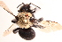  (Melecta edwardsii - UCSD.KJH.11654)  @11 [ ] by-nc (2025) Jessica Mullins Unspecified
