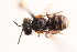  (Stelis micheneri - UCSD.KJH.11596)  @11 [ ] by-nc (2025) Jessica Mullins Unspecified