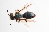  (Andrena parachalybea - UCSD.KJH.32762)  @11 [ ] by-nc (2025) Jessica Mullins Unspecified