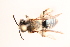  (Andrena palpalis - UCSD.KJH.50187)  @11 [ ] by-nc (2025) Jessica Mullins Unspecified
