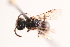  (Hylaeus aff. wootoni - UCSD.KJH.16617)  @11 [ ] by-nc (2025) Jessica Mullins Unspecified