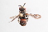  (Neopasites mojavensis - UCSD.JLM.10287)  @11 [ ] by-nc (2025) Jessica Mullins Unspecified