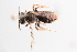  (Andrena baeriae - CABR.1217)  @11 [ ] by-nc (2025) Jessica Mullins Unspecified