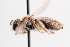  ( - CABR.1217)  @11 [ ] by-nc (2025) Jessica Mullins Unspecified