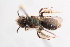  (Andrena anatolis - UCSD.JLM.9678)  @11 [ ] by-nc (2025) Jessica Mullins Unspecified