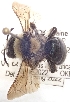  (Andrena brevicornis - OKBS.POL.1929)  @11 [ ] by-nc (2025) Keng-Lou James Hung Unspecified