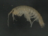  ( - 10PROBE-24587)  @13 [ ] CreativeCommons - Attribution (2010) CBG Photography Group Centre for Biodiversity Genomics