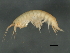  ( - 10PROBE-24597)  @13 [ ] CreativeCommons - Attribution (2010) CBG Photography Group Centre for Biodiversity Genomics