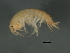  ( - 10PROBE-24604)  @13 [ ] CreativeCommons - Attribution (2010) CBG Photography Group Centre for Biodiversity Genomics