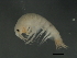  ( - 10PROBE-24618)  @13 [ ] CreativeCommons - Attribution (2010) CBG Photography Group Centre for Biodiversity Genomics