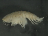  ( - 10PROBE-24659)  @13 [ ] CreativeCommons - Attribution (2010) CBG Photography Group Centre for Biodiversity Genomics