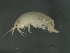  ( - 10PROBE-24687)  @13 [ ] CreativeCommons - Attribution (2010) CBG Photography Group Centre for Biodiversity Genomics