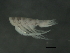  ( - 10PROBE-24693)  @13 [ ] CreativeCommons - Attribution (2010) CBG Photography Group Centre for Biodiversity Genomics