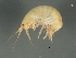  ( - 10PROBE-24532)  @13 [ ] CreativeCommons - Attribution (2010) CBG Photography Group Centre for Biodiversity Genomics
