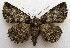  (Zale termina - BIOUG00848-G10)  @15 [ ] CreativeCommons - Attribution Non-Commercial No Derivatives (2011) Unspecified Unspecified