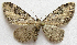  (Eupithecia agnesata - BIOUG00848-H09)  @13 [ ] CreativeCommons - Attribution Non-Commercial No Derivatives (2011) Unspecified Unspecified
